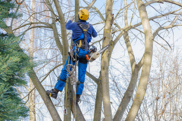 Lawn Maintenance Plans in Chula Vista, TX