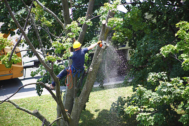 Best Tree Health Inspection  in Chula Vista, TX